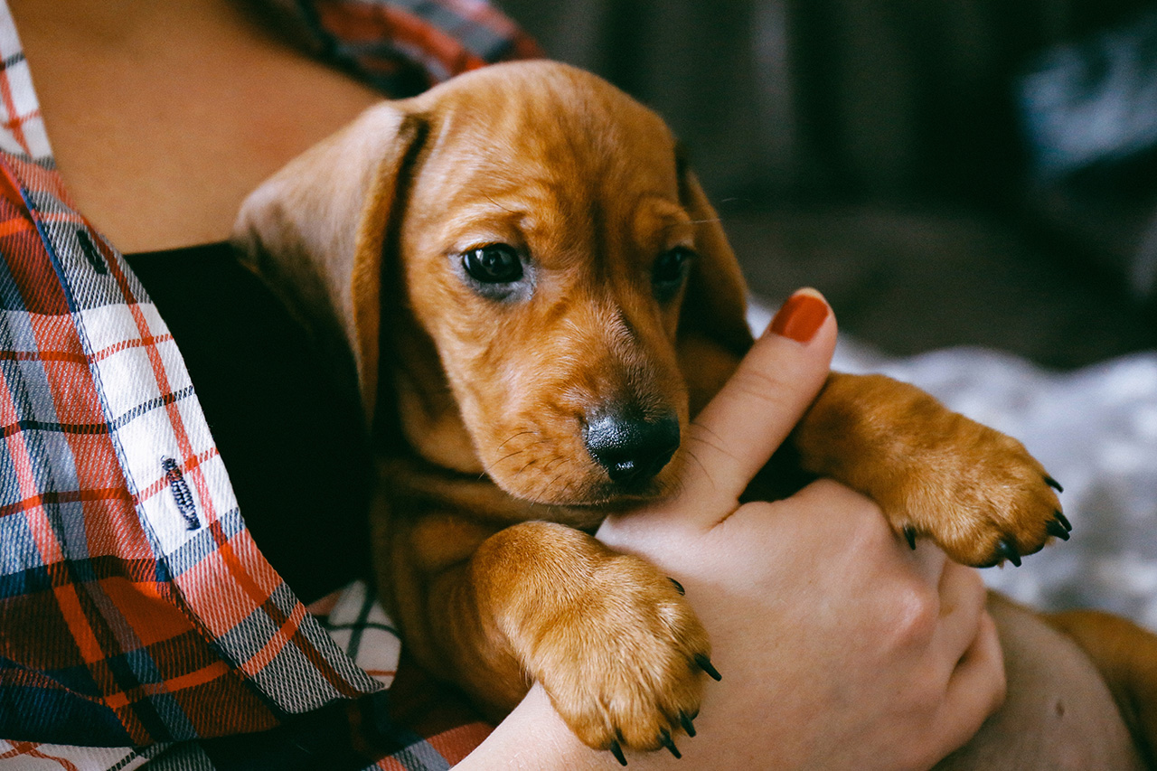 puppy-laying-comfortably-in-hands-of-its-owner-